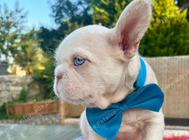 Blue eyed pink frenchies