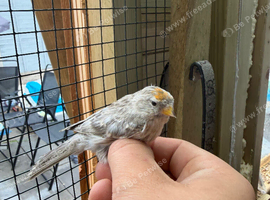Pair of silver mutation redpolls