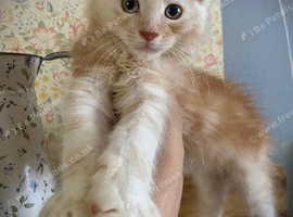 Full Maine Coon Russian Bred Male Kittens