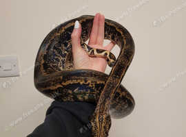 URGENT HOME NEEDED 3yr Male Hypo IMG het Khal Snow