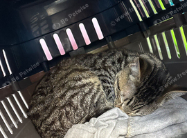 1 kitten for sale
