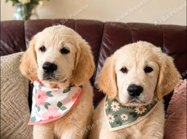 Beautiful Golden Retriever pups