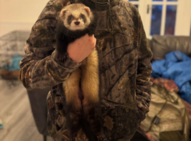 1 year old male hob polecat ferret