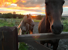 Freelance care at our home for our horses