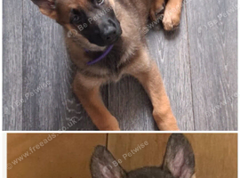 German Shepherd puppy