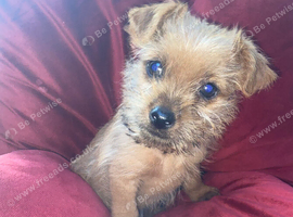 Jack Russell/Yorkshire terrier puppy&rsquo;s