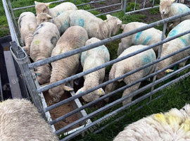 Registered pedigree Ryeland sheep