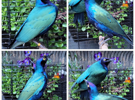 2025 DNA sexed Stunning Glossy Starlings