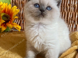 ABSOULETLY BEAUTIFUL PURE BRED BSH TEDDY BEARS