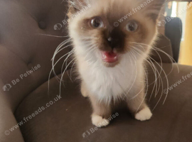 Seal mitted Ragdoll