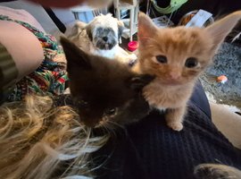 Kittens for sale