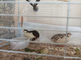 Tiny Button Quail BOY MALES Young Brother's in a darker natural grey tones and black colouring for &pound;6
