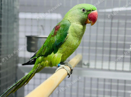 Female alexendrine