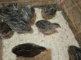 Jumbo Japanese quail for sale