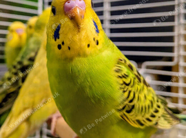 Quality budgies
