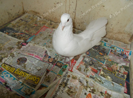 I HAVE SOME PIGEONS FOR SALE..