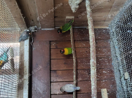 Love Birds
