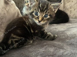 Beautiful kittens