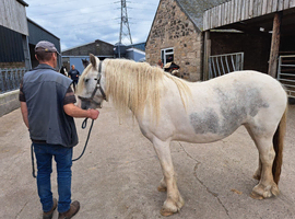 Lovely blue and White cob