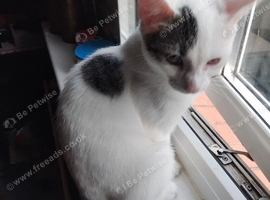 4 months old kitten