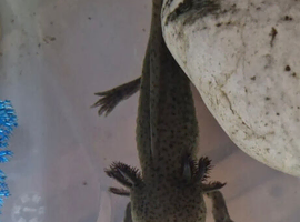 Beautiful Axolotl