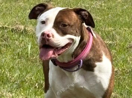Nyla looking for a new home