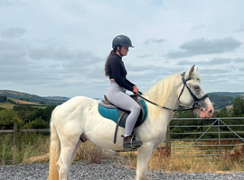 15HH RIDE AND DRIVE COB GELDING