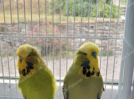 Young proven exhibition- olive/cinnamon pair