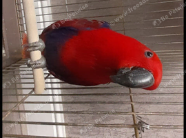 Young parrot