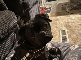 4 year old pug