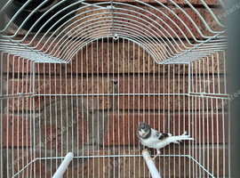 Rylander Hen Canary 2025
