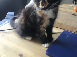 Cute longhair tortieshell