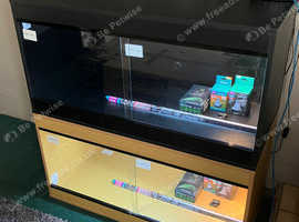 Bearded Dragon with New Vivarium Setup Kits