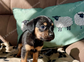 Cavalier x collie/kelpie