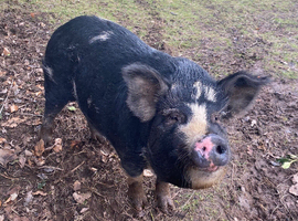 Pure Kunekune sow
