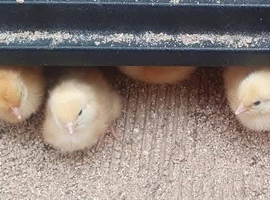 Female chicks / hens / chickens