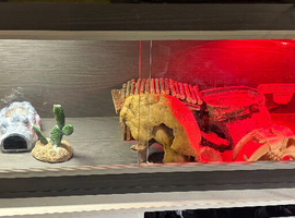 4FT VIVARIUM FULL SET UP
