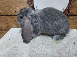 Bucks & does french lops