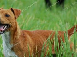 Male Plummer Terrier
