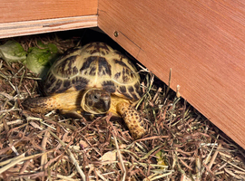 Lovely small Horsfieldii Tortoise