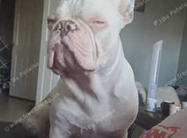 2 year old french bulldog for stud