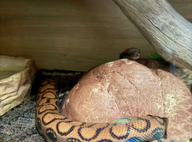Proven female Brazilian rainbow boa female