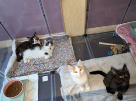 3 Adorable Kittens