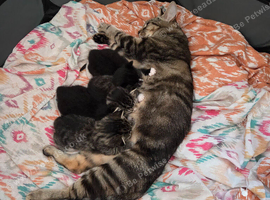 4 beautiful babies