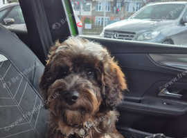 Beautiful Multi Coloured Cockapoo For Stud