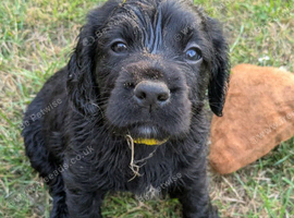 Beautiful Sprocker puppies