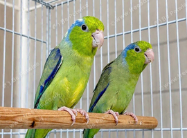 Two female lovebirds for sale. They are very healthy, active, and in perfect condition with beautiful feathers. Price for both together is only &pound;130."