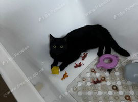 Bombay cat