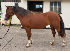 Welsh Sec D 4yrs 14.1 Mare