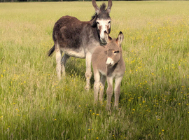 Donkey mare and foal